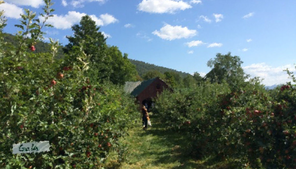 Apple_Picking_1